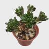Aeonium Sedifolia - Branching Succulent With Green Leaves And Red Edges AKA Sedifolium Aeonium Sedifolia - Branching Succulent With Green Leaves And Red Edges AKA Sedifolium