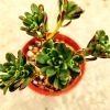 Aeonium Sedifolia - Branching Succulent With Green Leaves And Red Edges AKA Sedifolium Aeonium Sedifolia - Branching Succulent With Green Leaves And Red Edges AKA Sedifolium