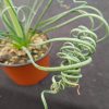 Albuca spirialis Frizzle Sizzle