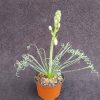 Albuca spirialis Frizzle Sizzle