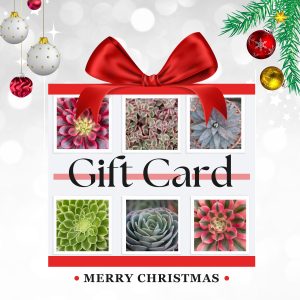 Christmas Gift Card