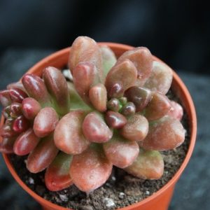 Cremdosedum 'Crocodile'