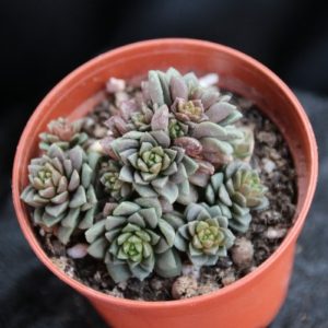 Cremdosedum 'Little Gem'
