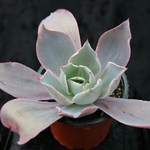 Echeveria 'Afterglow'