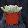 Echeveria 'Doris Taylor'