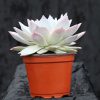 Echeveria 'John Catlin'