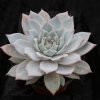 Echeveria 'John Catlin'