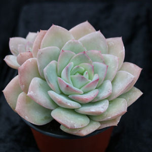 Echeveria 'Jo's Star'