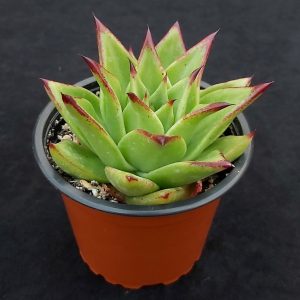 Echeveria agavoides 'Lipstick'