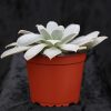 Echeveria diffractens - Single Head Cutting