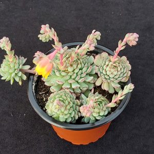 Echeveria minima