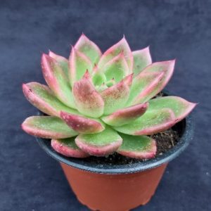 Echeveria gilva 'Red'