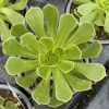 Aeonium Arboreum - Vibrant Upright Succulent /The Striking Houseleek Aeonium Arboreum - Vibrant Upright Succulent /The Striking Houseleek