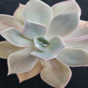 Graptoveria 'Fred Ives'