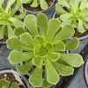Aeonium Arboreum - Vibrant Upright Succulent /The Striking Houseleek Aeonium Arboreum - Vibrant Upright Succulent /The Striking Houseleek