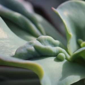 Ottershaw Cacti
