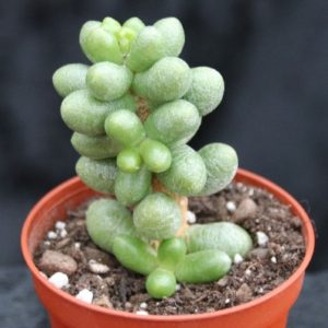 Sedum hernandezii Sedum hernandezii
