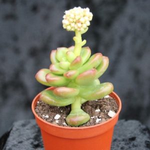 Sedum lucidum Sedum lucidum