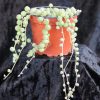 Senecio Rowleyanus - String of Pearls - 9 cm pot