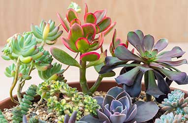 General Cacti Care Tips