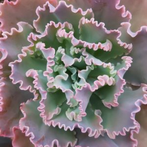 Echeveria 'Easter Bonnet'