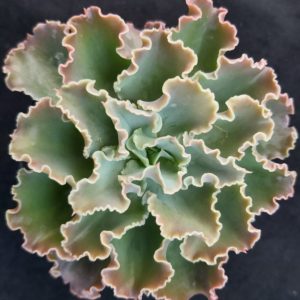 Echeveria 'Curly Locks'