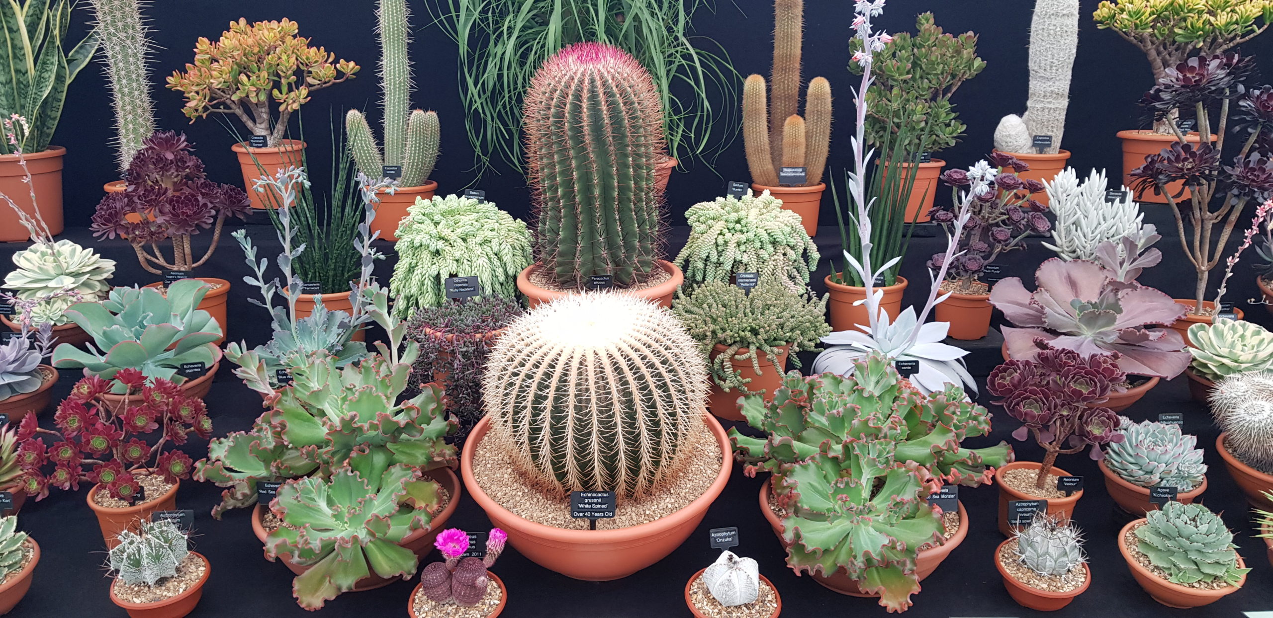 Ottershaw Cacti Show Dates 2021 News & Events Ottershaw Cacti