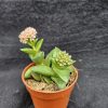 Crassula 'Springtime'