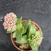 Crassula 'Springtime'