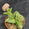 Crassula 'Springtime'