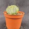 Astrophytum capricorne aureum - Star cactus From Mexico Astrophytum capricorne aureum - Star cactus From Mexico