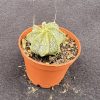 Astrophytum capricorne aureum - Star cactus From Mexico Astrophytum capricorne aureum - Star cactus From Mexico
