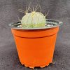 Astrophytum capricorne aureum - Star cactus From Mexico Astrophytum capricorne aureum - Star cactus From Mexico