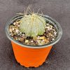 Astrophytum capricorne aureum - Star cactus From Mexico Astrophytum capricorne aureum - Star cactus From Mexico