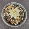 Astrophytum capricorne aureum - Star cactus From Mexico Astrophytum capricorne aureum - Star cactus From Mexico