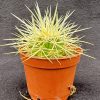Echinocactus grusonii - Golden Barrel - Mother-In-Law's Cushion