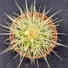 Echinocactus grusonii - Golden Barrel - Mother-In-Law's Cushion