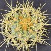 Echinocactus grusonii - Golden Barrel - Mother-In-Law's Cushion