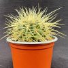 Echinocactus grusonii - Golden Barrel - Mother-In-Law's Cushion