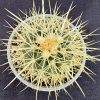 Echinocactus grusonii - Golden Barrel - Mother-In-Law's Cushion