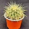 Echinocactus grusonii - Golden Barrel - Mother-In-Law's Cushion
