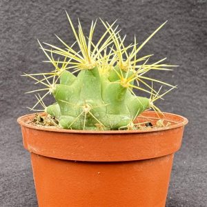 Ferocactus glaucescens - The Blue Bodied Cactus