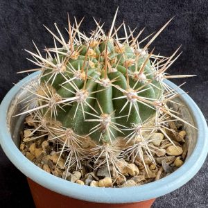 Helianthocereus crassicaulis - Flame Cactus