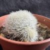 Rebutia hoffmannii - Aylostera - White Haired Crown Rebutia hoffmannii - Aylostera - White Haired Crown