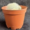 Rebutia hoffmannii - Aylostera - White Haired Crown Rebutia hoffmannii - Aylostera - White Haired Crown