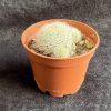 Rebutia hoffmannii - Aylostera - White Haired Crown Rebutia hoffmannii - Aylostera - White Haired Crown