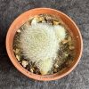 Rebutia hoffmannii - Aylostera - White Haired Crown Rebutia hoffmannii - Aylostera - White Haired Crown