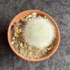Rebuita muscula - Orange Snowball Cactus