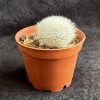 Rebuita muscula - Orange Snowball Cactus