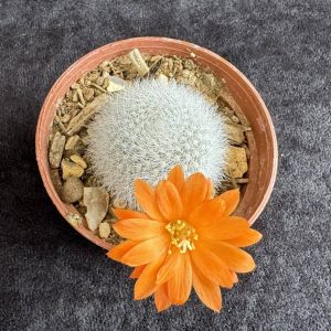 Rebutia 'Orange Ice' - Crown Cactus